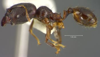 Media type: image;   Entomology 34224 Aspect: habitus lateral view